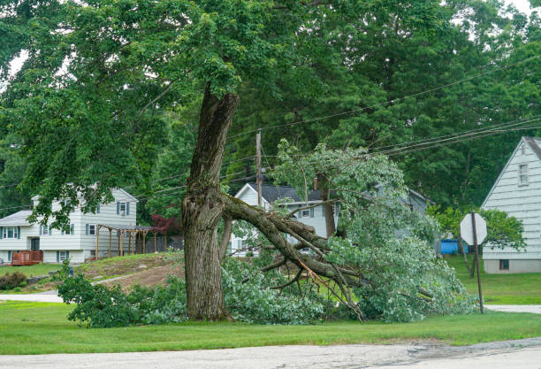 Best Professional Tree Care  in Glyndon, MN